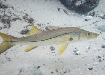Defeso do robalo começa hoje na Bahia e segue até 31 de Julho