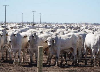 Seagri assina termo de cooperação técnica para projeto de identificação e rastreabilidade de bovinos