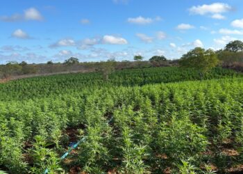 Forças Estadual e Federal localizam 200 mil pés de maconha durante a Operação Nordeste Integrado