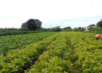 Câmara aprova política que estimula permanência de jovens no campo