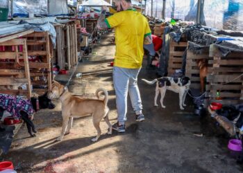 Animais domésticos continuam sendo resgatados de áreas alagadas no RS