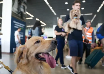 Convívio com animais traz benefícios à saúde física e mental do tutor