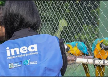 Animais silvestres são resgatados no Rio de Janeiro