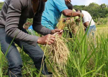 Arroz produzido por quilombolas abastece cozinha solidária em Sergipe