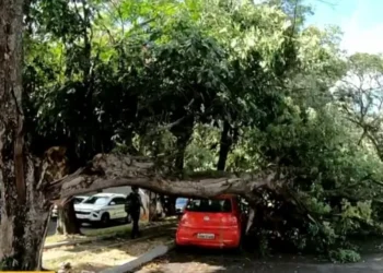 Federação: árvore cai e bloqueia pista; dois carros são atingidos