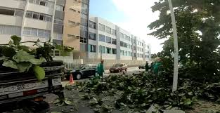 Av. Oceânica: árvore cai e ocupa duas faixas da pista na manhã desta segunda