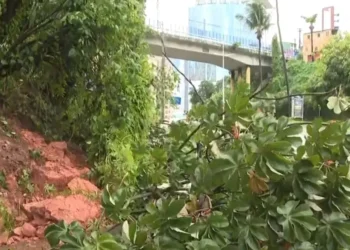 Avenida Garibaldi: queda de árvore interdita parte da pista