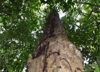 Bioeconomia é vantagem competitiva na transformação ecológica