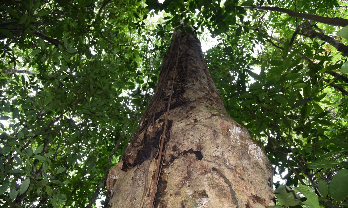 Bioeconomia é vantagem competitiva na transformação ecológica