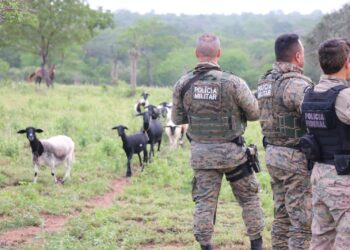 PM e PF desmontam roça de maconha em sítio usado de fachada como criação de caprinos e ovinos