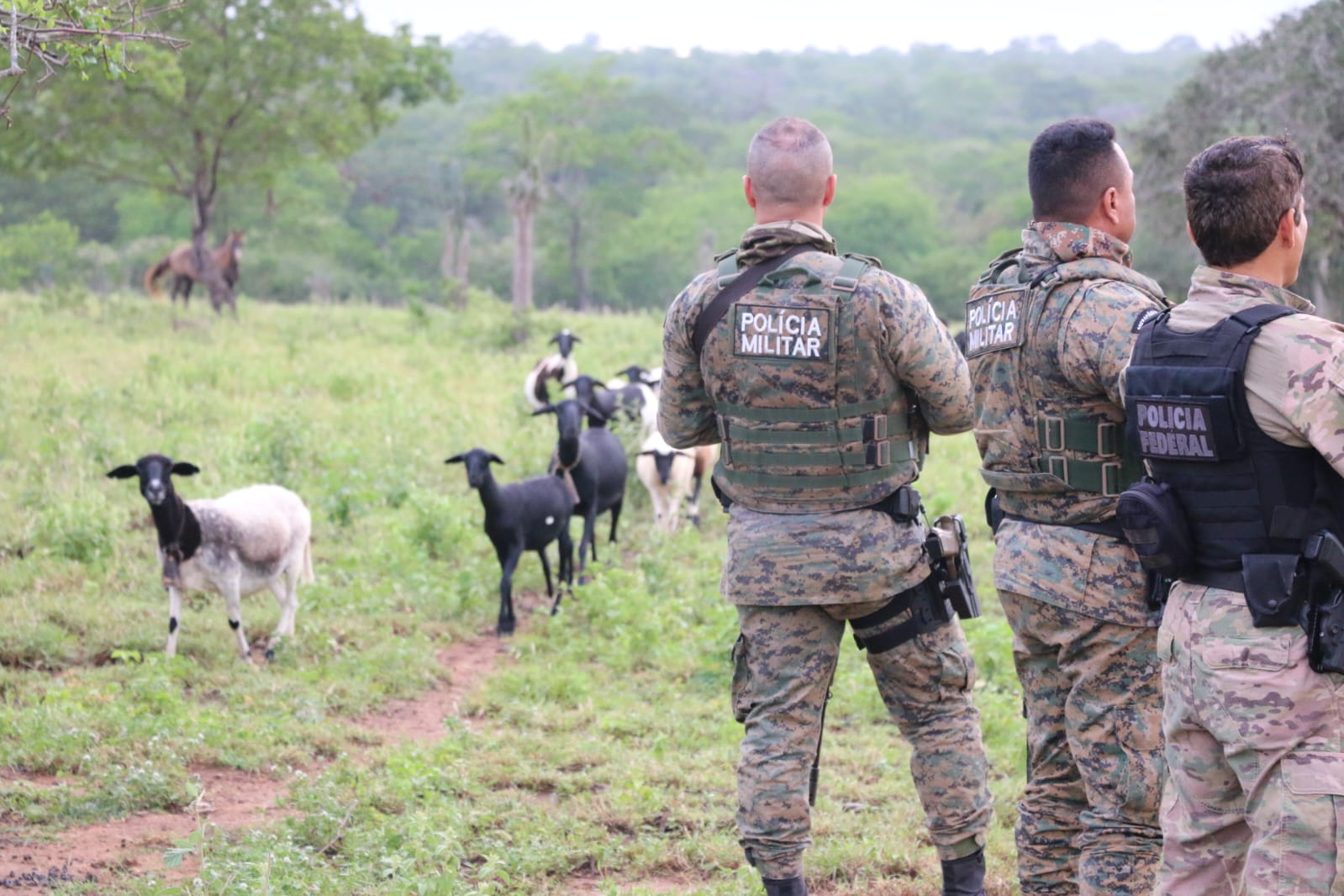 PM e PF desmontam roça de maconha em sítio usado de fachada como criação de caprinos e ovinos
