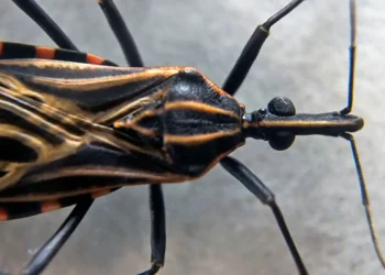 Associação denuncia presença de “barbeiros” infectados no Butantã