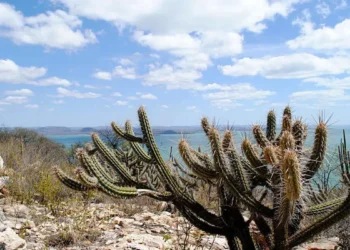 Brasil já perdeu 34 milhões dos 82,6 milhões de hectares da Caatinga
