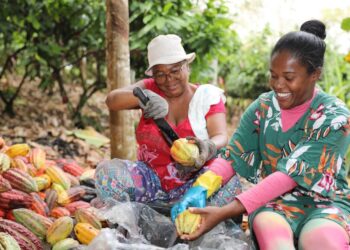 Bahia celebra Dia Mundial do Chocolate destacando a qualidade da produção da agricultura familiar