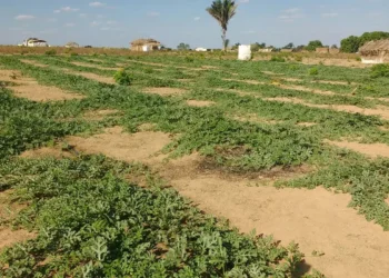 Conflitos no campo foram recorde em 2023, mas área em disputa diminuiu