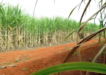 Conab estima produção de 663,4 milhões de toneladas de cana