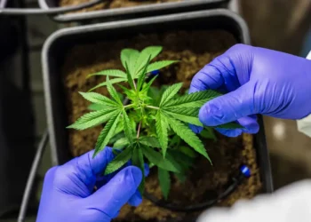 Cultivo de cannabis medicinal pelo agronegócio é destaque em congresso