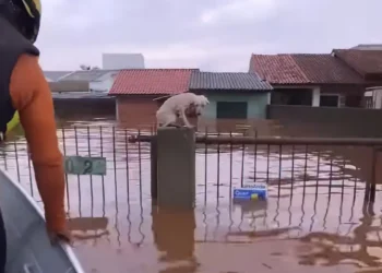 Pelo menos 3,5 mil animais ilhados pela chuva foram resgatados no RS