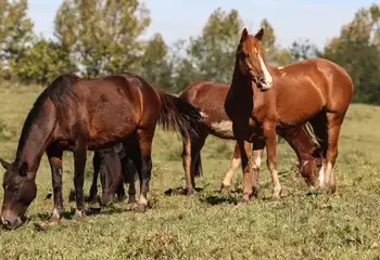 Ração contaminada mata 245 equinos em quatro estados