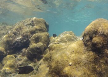 Mais de 70% de espécies ameaçadas buscam Áreas Marinhas Protegidas