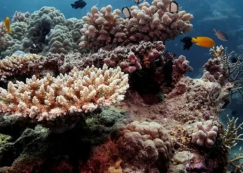 Nova onda de branqueamento afeta corais brasileiros