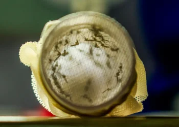 Joinville vai começar a usar bactéria wolbachia no combate à dengue