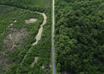 Construção de estradas impacta mangue amazônico