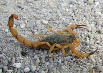 Acidentes com escorpião somam mais de 202 mil notificações em 2023