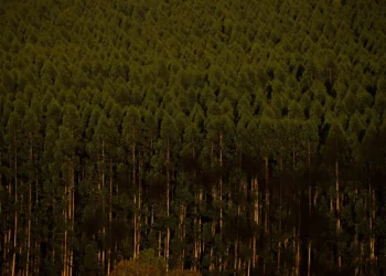 Organizações pedem que Lula vete fim de licenciamento de eucaliptos