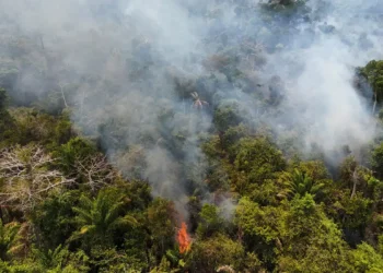Cobertura florestal mundial perde 3,7 milhões de hectares em 2023