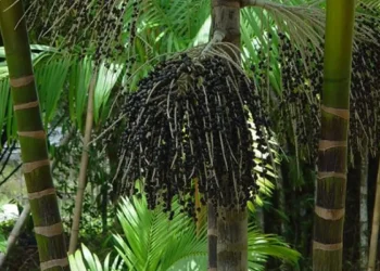 Valor da produção primária florestal aumenta 11,2% em 2023