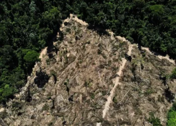 Florestas públicas não destinadas são ameaçadas por crimes ambientais