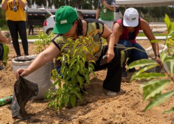 Heineken entrega sua primeira Microfloresta no Nordeste, em Recife