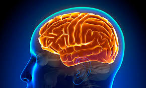 Entenda a hidrocefalia normobárica, causa da cirurgia de Chico Buarque