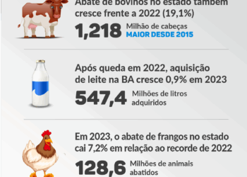 Em 2023, produção de ovos tem novo recorde na Bahia; e abate de bovinos, seu melhor resultado em 8 anos