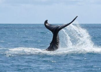Bolsonaro depõe sobre caso de suposta importunação de animal marinho