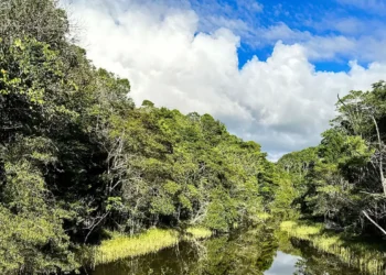 Plataforma identifica áreas prioritárias para restauração florestal