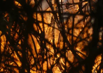 Entenda a estratégia do Brasil para a transformação ecológica