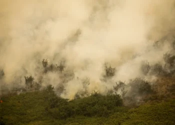 Defesa Civil de SP emite alerta para risco de incêndios florestais