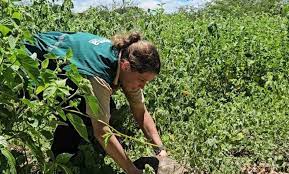 Área do bioma Caatinga é o novo lar de 200 jabutis cuidados pelo Cetas do Inema
