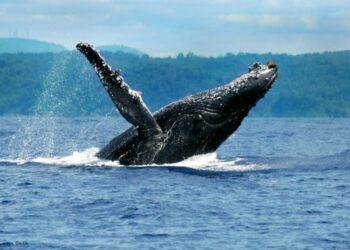 Setor hoteleiro se prepara para temporada de baleias jubartes em Prado-BA