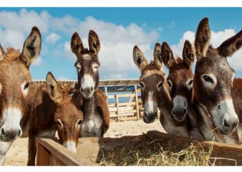 Demanda da China por gelatina coloca jumentos em risco de extinção