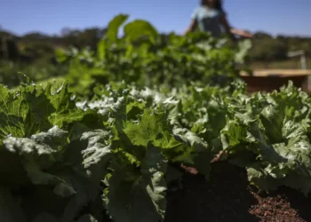 Parceria destina R$ 299 milhões para agricultura familiar na Bahia