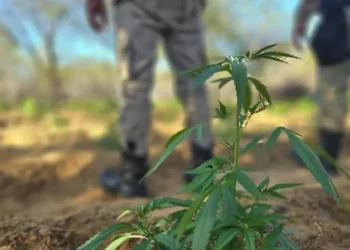 Curaça: PM destrói mais de 11 mil pés de maconha