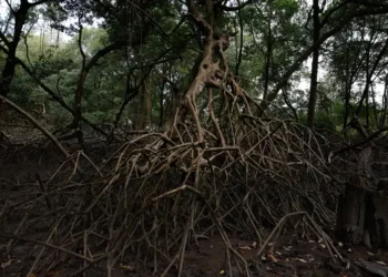 Parceria entre pesquisadores e comunidades protege mangues na Amazônia