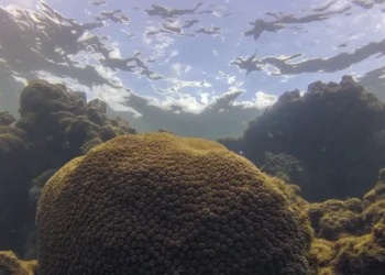 Calor, acidez das águas e pouco alimento ameaçam ecossistemas marinhos