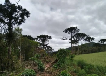 Estudo mostra que árvores exclusivas da Mata Atlântica estão ameaçadas