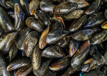 São Paulo libera parcialmente consumo de ostras e mexilhões no estado