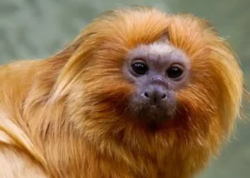 Araras-azuis-de-lear e micos-leões-dourados traficados são repatriados