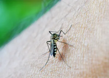 Entenda técnica que faz mosquito levar larvicida a seus criadouros